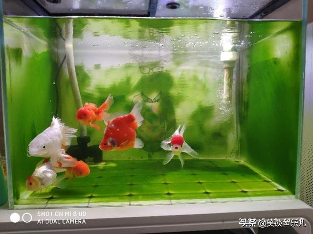锦鲤鱼常见病及图片:锦鲤无精打采，趴缸，不知原因？
