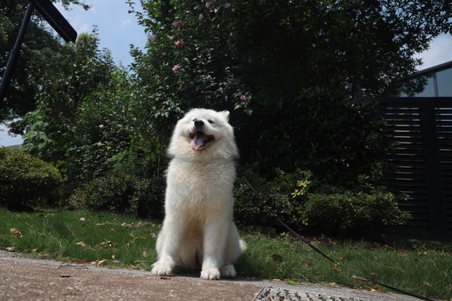 有关于宠物的网站模板:为什么狗狗和猫猫丢了之后还会认得回家的路？ 关于宠物主题的网站设计
