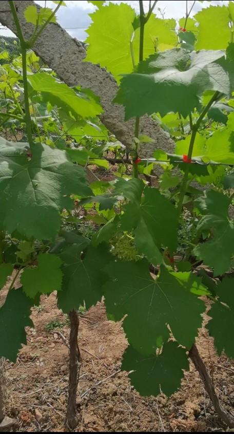 句容葡萄园:阴雨天葡萄园霜霉病、灰霉病来袭，究竟该如何防治？