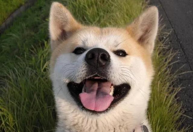 柴犬优缺点 柴犬优缺点:养柴犬好吗？你养过柴犬吗？ 母柴犬和公柴犬撒狗粮