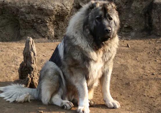 中亚牧羊犬家养:中亚犬和高加索犬和卡斯特罗拉博雷罗犬哪个适合养？为什么？ 中亚牧羊犬家养怎么样