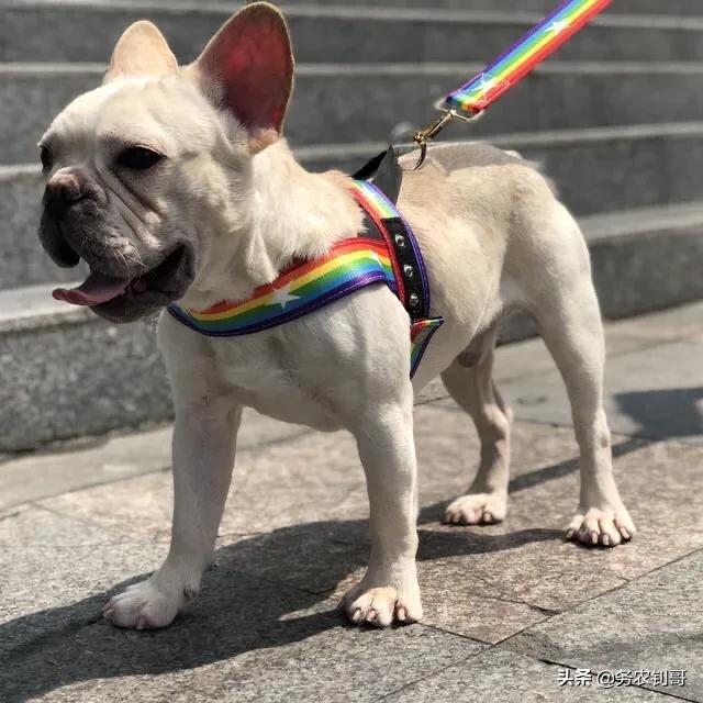 法国波尔多犬好训吗:法国波尔多犬斗犬 哪些品种狗狗养起来比较难？