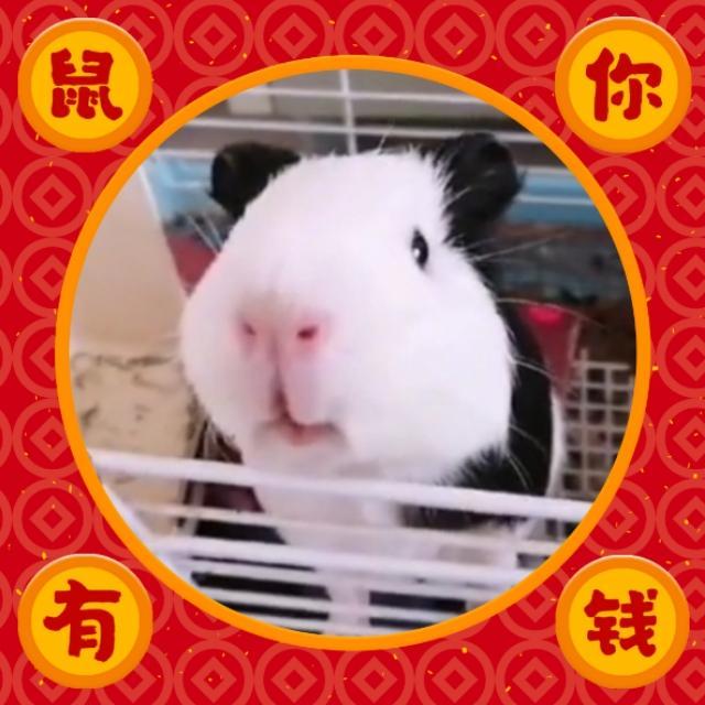 荷兰猪吃什么长胖:荷兰猪（豚鼠）一直喂玉米皮叶可以吗？