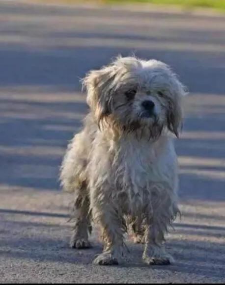 救助犬的最后遗言:爱心人士呼吁财政拨款，在所有城市建设流浪狗救助基地，支持吗？