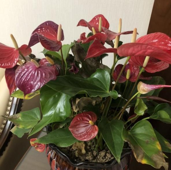 红掌叶子发黄怎么办(红掌叶子发黄是怎么回事)