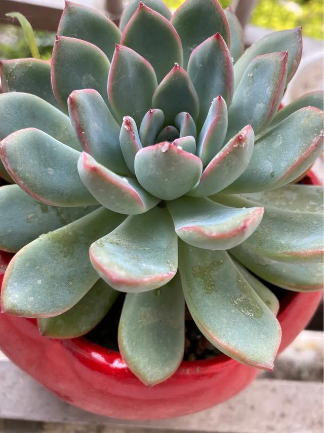 头条问答 多肉在春末夏初还能换盆吗 36个回答