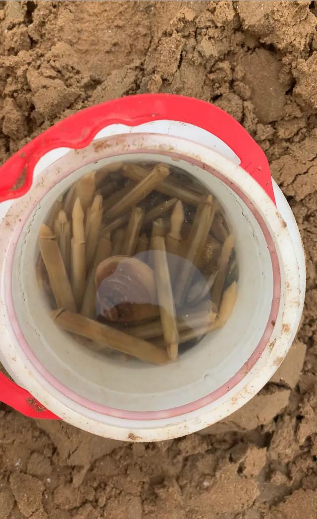 国家禁止用盐捉蛏子,青岛西海岸哪里可以挖蛏子