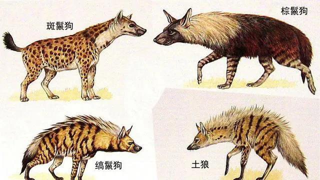 头条问答 - 几条鬣狗才可以和老虎抗衡吗?(风度翩翩鸠摩智的回答,0赞)