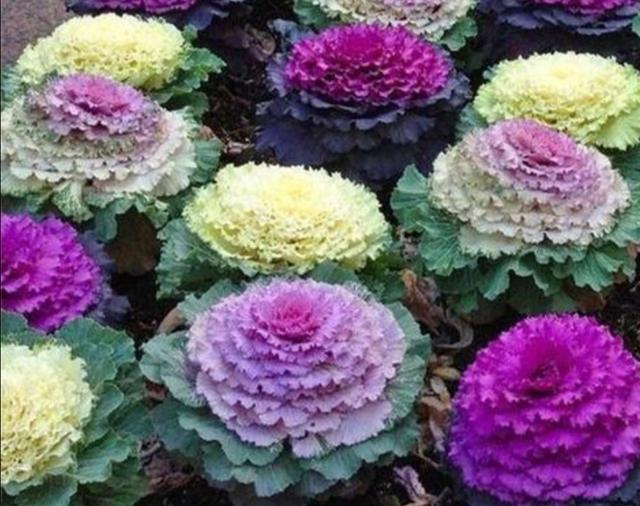 西里汉梗的养护常识:花包菜是什么蔬菜？该怎么种植？