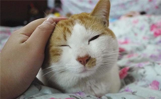 怎么确定猫认主人了 新闻:怎么确定猫认主人了新来家里三天 如何判断一只猫是对你真的有感情，还是只是为了混一口饭吃？