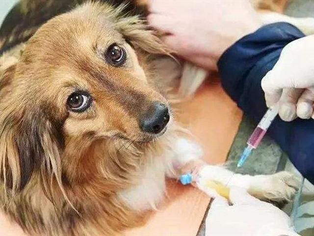 成年狗打完疫苗几天可以洗澡:狗狗打完第一针疫苗能洗澡吗？