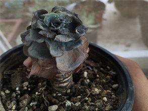 有哪些多肉植物非常好养,并且可以成功度夏的？