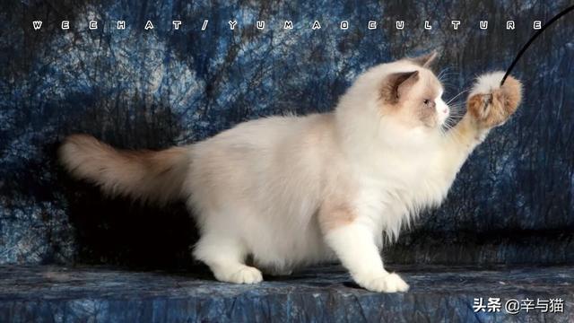 家猫品种哪种好看些:哪种猫比较好？想要白色的那种猫猫？