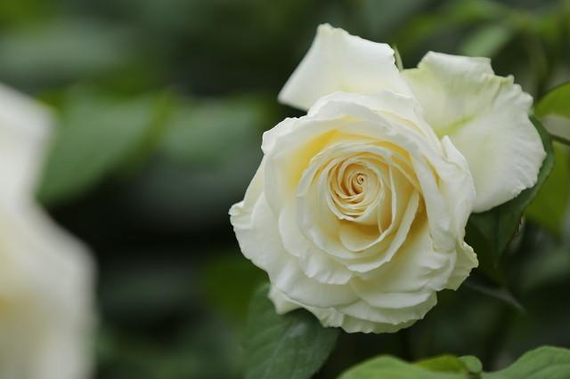 月季花品种介绍:月季花的品种都有哪些 盆栽月季花用什么品种好？