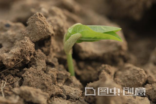 悟空问答 绿豆怎么种植才会高产 我是林新农的回答 0赞
