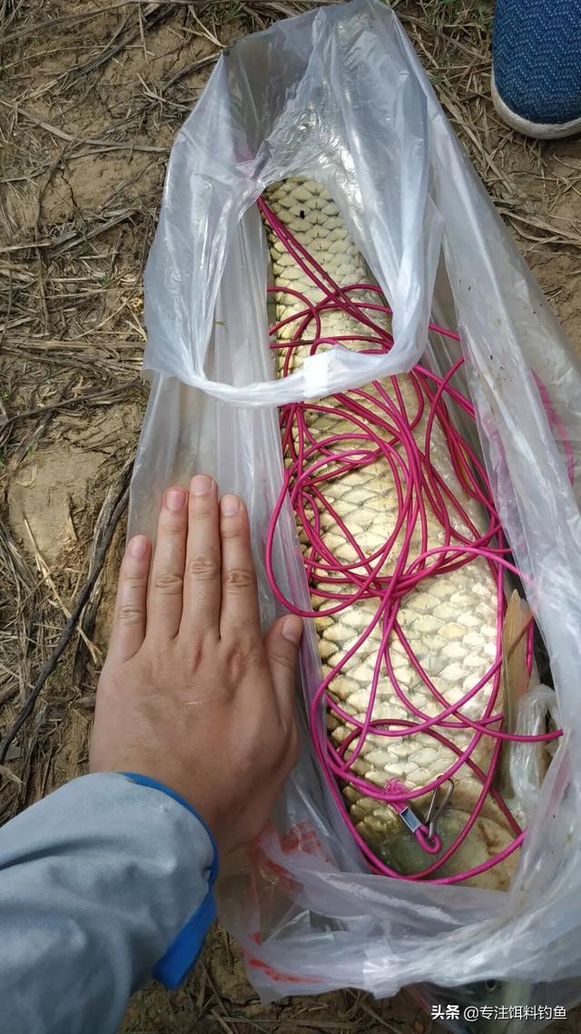 通心粉鼠对温度的要求:抛海竿为什么线总是绷不直？