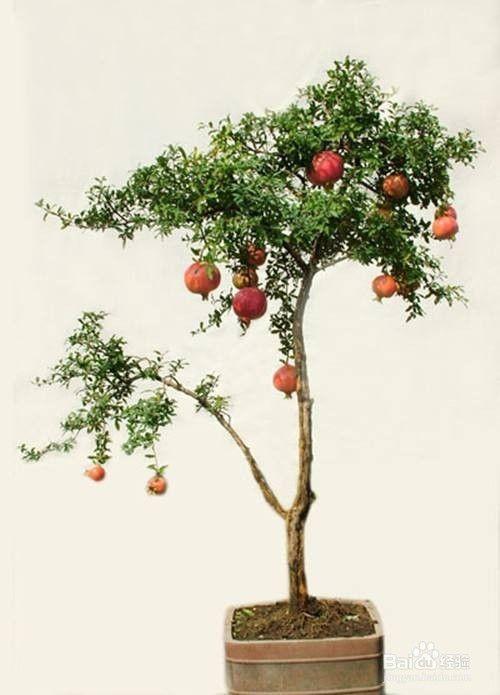 一个绿萝七个鬼啥意思,在室内养石溜树对身体好吗？