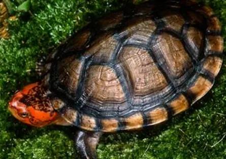红面蛋龟:红面蛋龟需要24小时灯光照射吗？