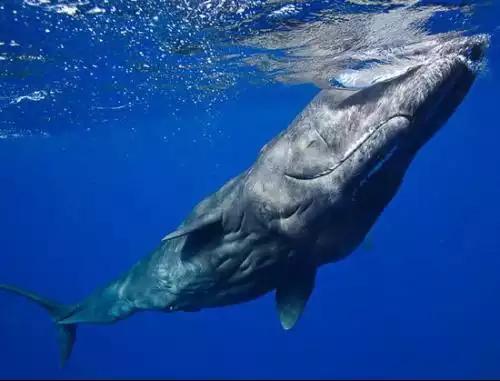 海底9万米有多恐怖，深海一万米以下的生物可以捕捉吗