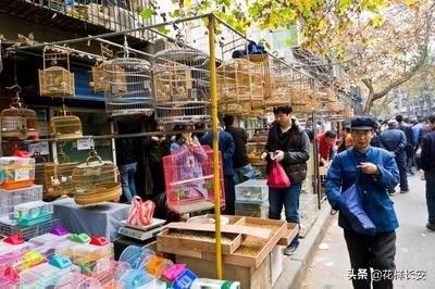 西北藏獒网红王一号:怎么看待西安是一个网红城？