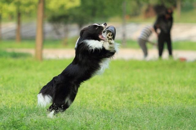 边境牧羊犬的性格好吗:边境牧羊犬和澳洲牧羊犬你喜欢谁？为什么？ 边境牧羊犬性格怎么样