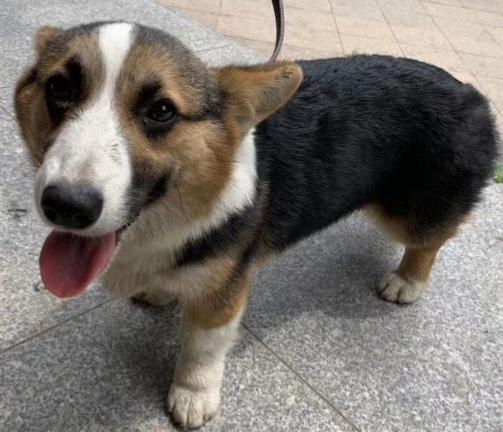 宠物狗的品种及图片柯基:柯基犬把你当妈妈，会有哪些表现？ 宠物狗柯基图片大全