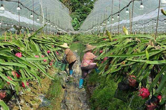 量天尺属:量天尺属于什么科 怎样种好龙骨花？龙骨花有什么作用？