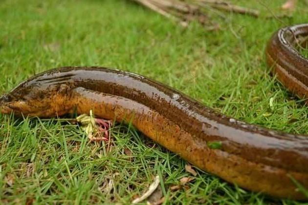 头条问答 - 请问毒蛇咬到的黄善能吃吗?(4个回答)