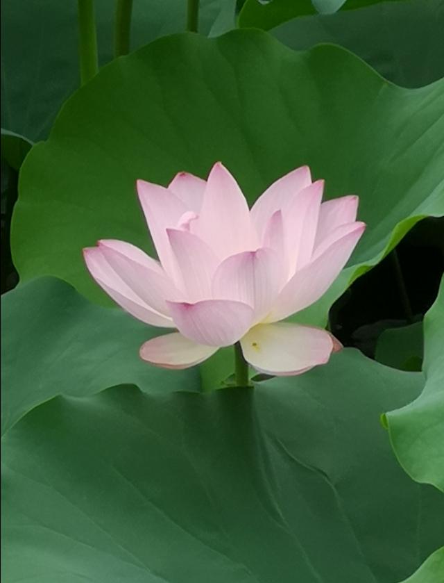 头条问答 夏天有哪些常见的花朵 15个回答