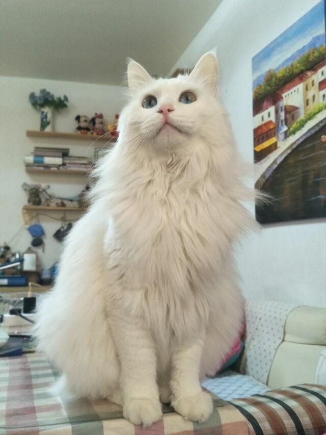 伟嘉干粮可以给猫长期吃吗:猫咪一直吃猫粮可以吗？为什么？