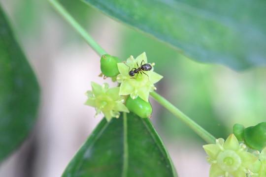 绿宝树 蚜虫:葡萄树上有蚜虫打什么药？