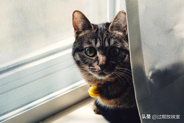 曼克斯猫来历:流浪猫在我家不吃东西也不走是怎么回事？