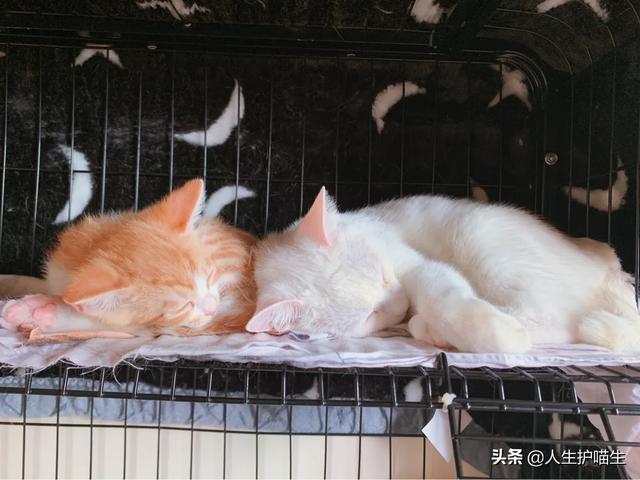 猫咪绝育当晚走来走去:猫咪会害怕主人抛弃它吗？