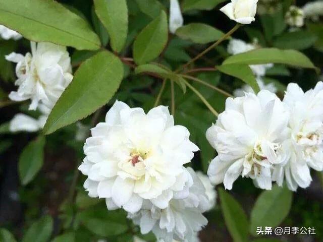 头条问答 - 木香花有哪些种类,各有什么特点?(4个回答)