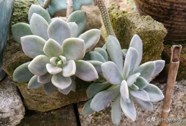 头条问答 - 冬美人长侧芽要摘掉吗?(5个回答)