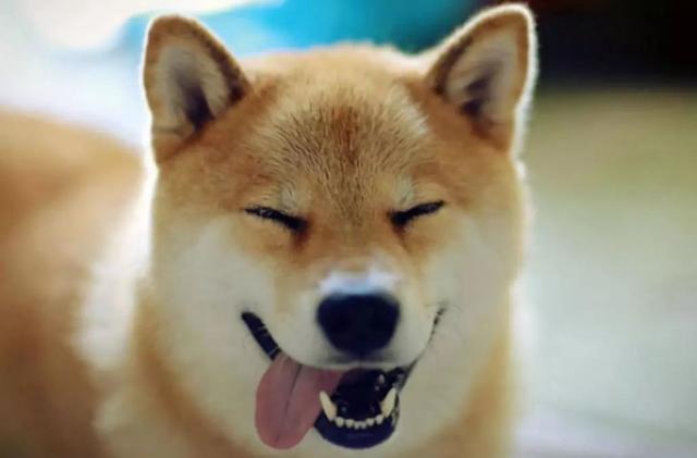 柴犬世界上最丑的狗:网红狗“柴犬”好不好养？