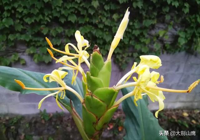 大姜开花是什么原因?_经验教学_小高教学网