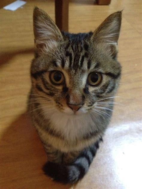 银折耳猫为什么不能养:请教一下这个猫的品种，好养吗？