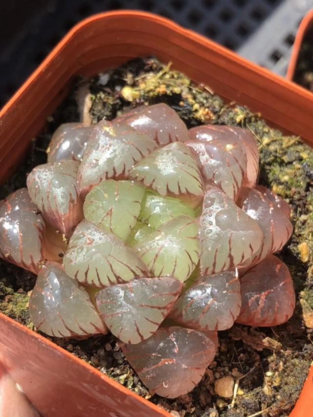 姬玉露和玉露的区别:姬玉露和冰灯玉露的区别 玉露可以用花洒从上往下浇水吗？