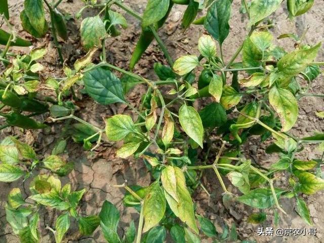 辣椒根结线虫有什么症状呢该如何防治