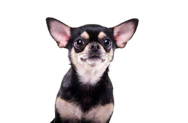 查理士王小猎犬图片小时候:这只小狗是什么品种？品相如何？