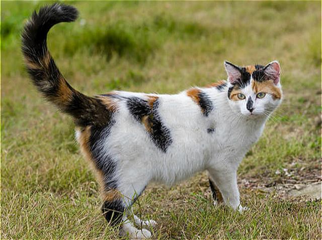 猫用尾巴钓鱼:猫用尾巴钓鱼视频 用泥鳅作饵料钓鱼除了能钓到翘嘴鱼，还能钓到什么鱼？
