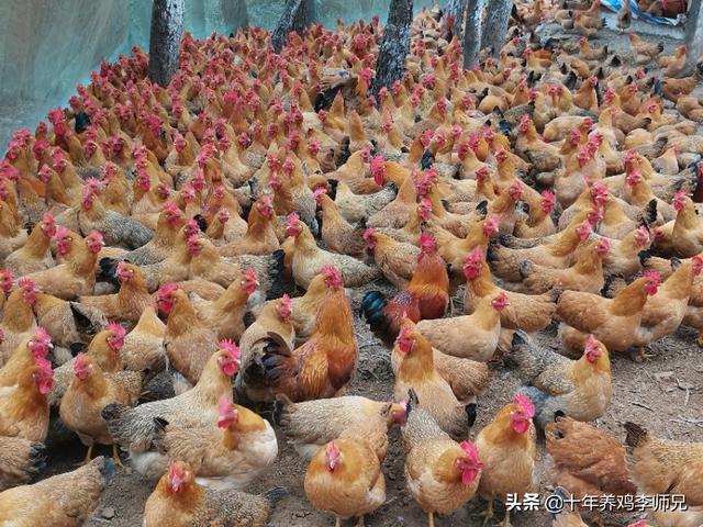 农村养鸡人为什么要给鸡吃大蒜？