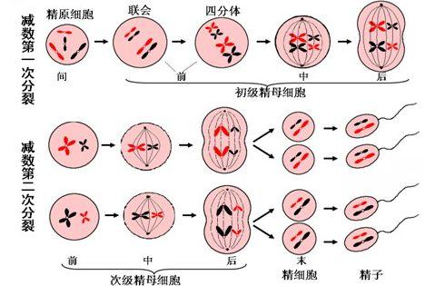 短腿猫的基因缺陷:蓝猫短腿为什么比长腿贵？