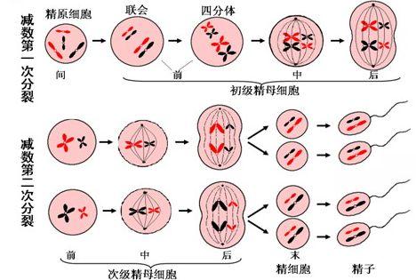 短腿猫的基因缺陷:为什么纯种犬猫容易有遗传病？