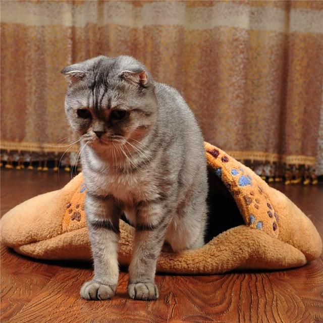 猫窝:猫窝图片 用泡沫箱做个小窝，适合小猫用吗？为什么？