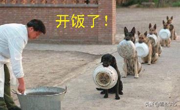 kennelgee是宠物衣服:狗狗有哪些沙雕搞笑照片？