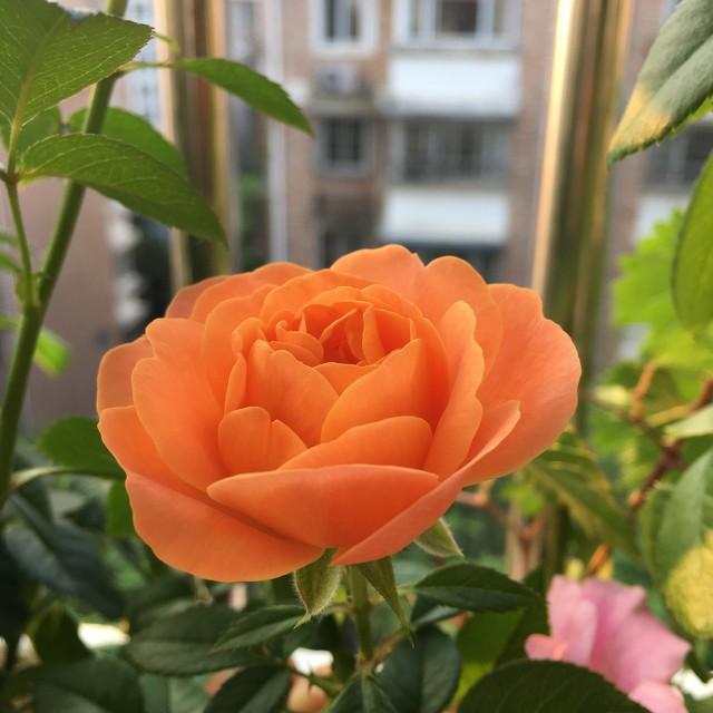 月季花品种介绍:月季花的品种都有哪些 盆栽月季花用什么品种好？