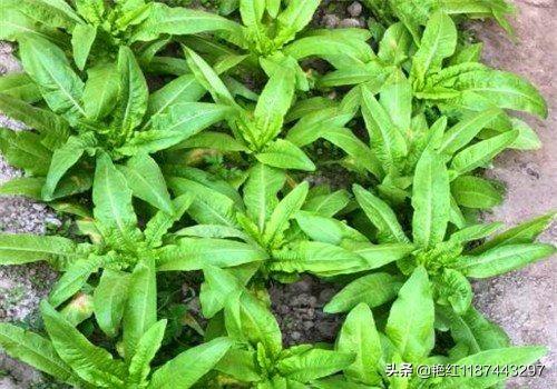 头条问答 莴笋什么时候种植最好 35个回答