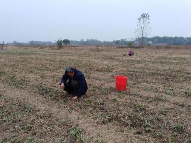 依靠独角仙能发家致富吗，你家土地撂荒了吗如何防止土地撂荒，农民靠种庄稼能致富吗